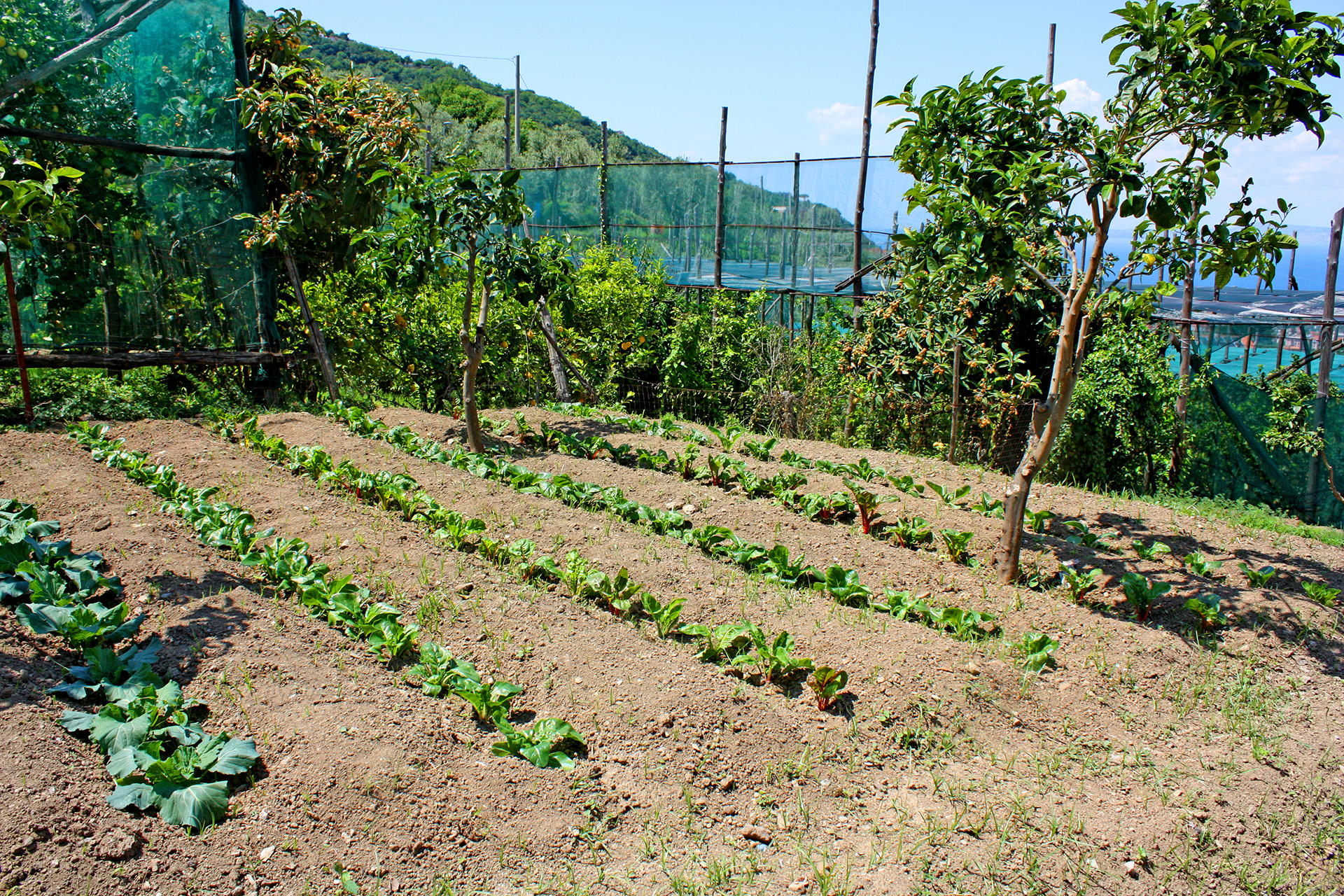 From our Garden to the Table